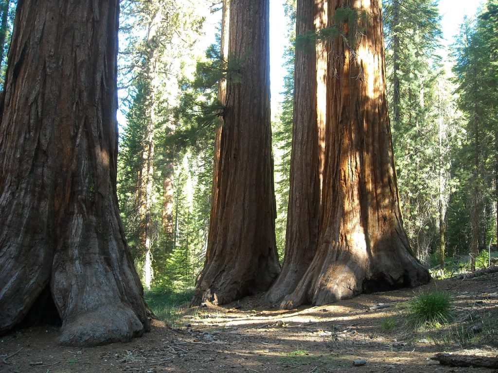 mariposa-sequoia-trees-yosemite-park