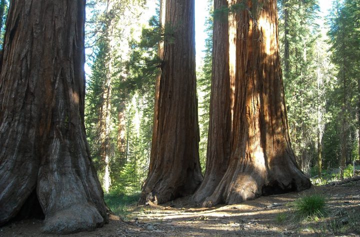 mariposa-sequoia-trees-yosemite-park