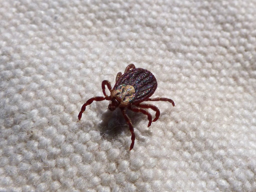 ticks and lyme disease origins