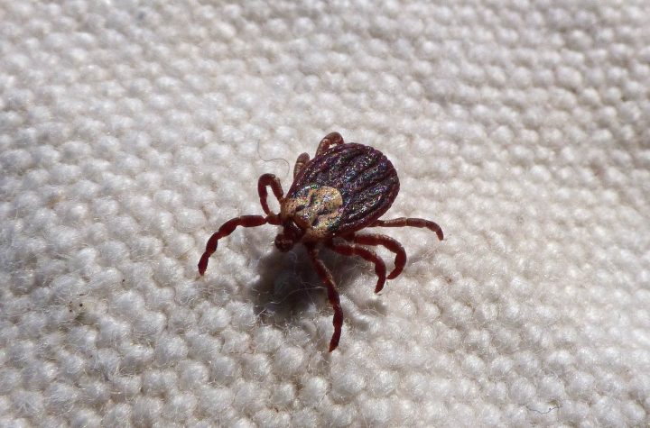 ticks and lyme disease origins