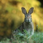brown rabbit