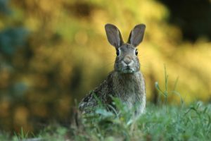 brown rabbit