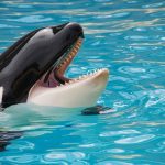 france marine park closes leaves behind 2 orcas and 12 dolphins