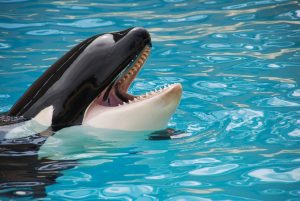 france marine park closes leaves behind 2 orcas and 12 dolphins