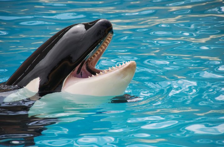 france marine park closes leaves behind 2 orcas and 12 dolphins