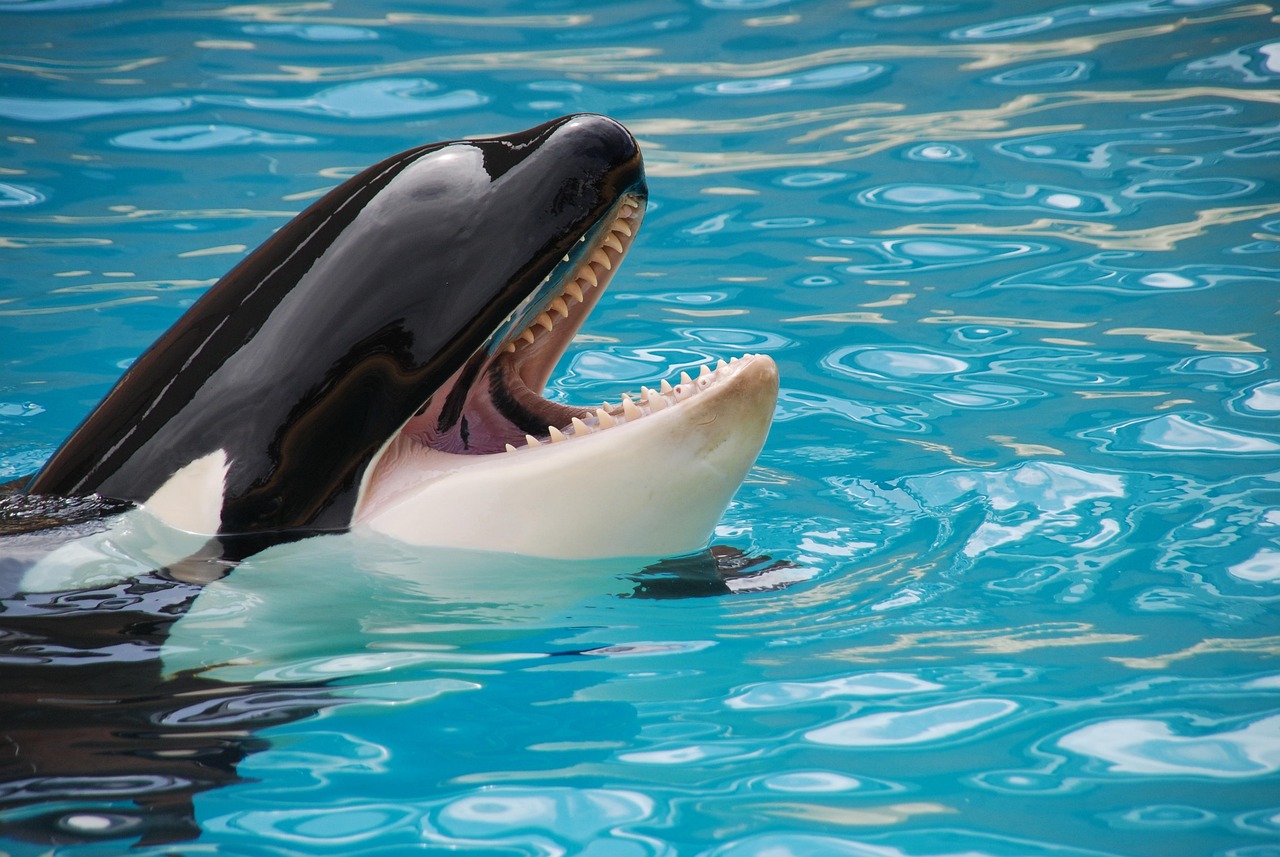 france marine park closes leaves behind 2 orcas and 12 dolphins
