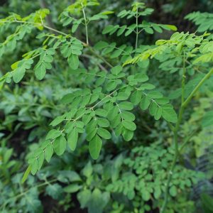 moringa powder superfoods