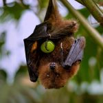 fruit bats and nipah virus