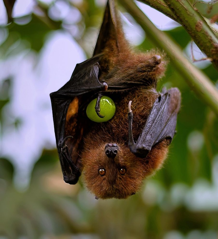 fruit bats and nipah virus