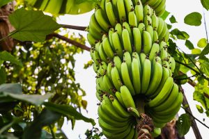 chiquita banana closes down in south america